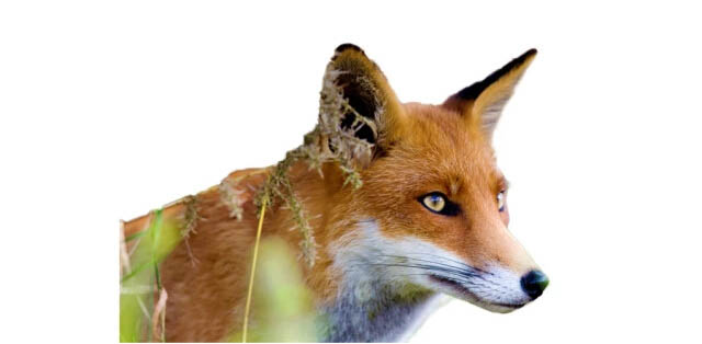 1556502748304449.jpg jc1410311_3.jpg