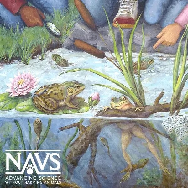 1560050909562483.jpg 2019 美国NAVS庆祝“动物艺术”成立90周年插画艺术奖征集.webp.jpg