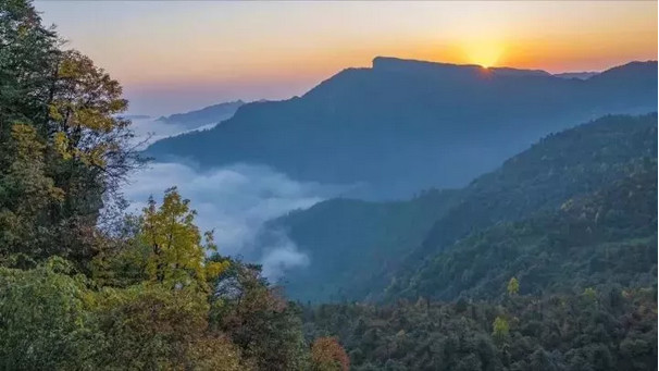 1573870445994357.jpeg 彝良天麻8.jpeg