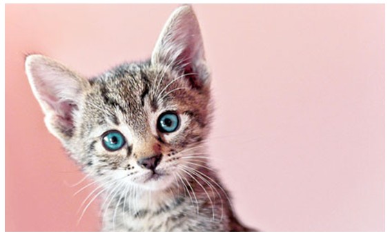 平面设计理论大总结，新手必须熟悉的二十种理论