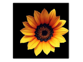 ps毛边怎么处理？PS抠图毛边处理技巧与方法