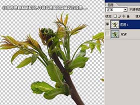 Photoshop抠图教程，教你ps通道花卉图抠图方法