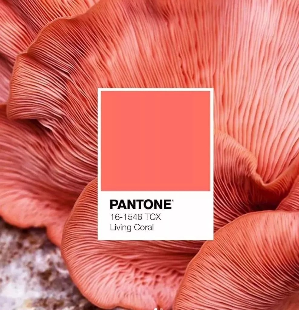 Pantone 2019年度流行色.webp.jpg